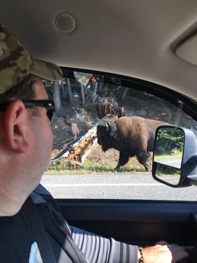 kenyon-bison